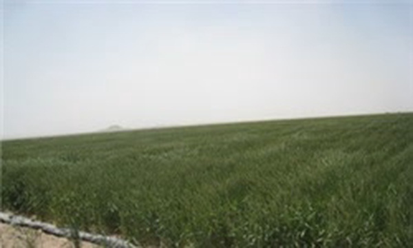 کشت مکانیزه و محصولات کشاورزی خراسان جنوبی