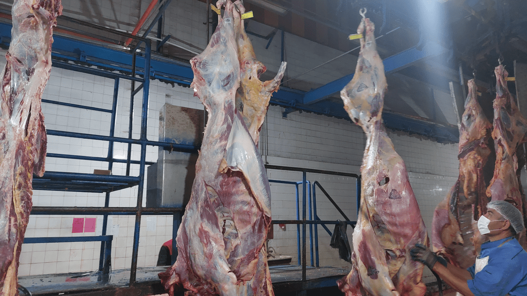 واکسیناسیون دام‌ها در اردبیل با بیش از ۵ میلیون دُز واکسن
