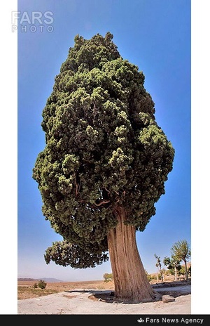 سرو تاریخی بیزه در سبزوار