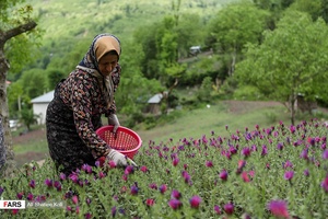 برداشت گل گاو زبان در گیلان