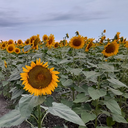 تصویر نمایه‌ی ‌یاسر معافی‌