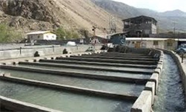 ماهی