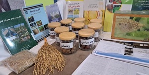 رشت نوآوری