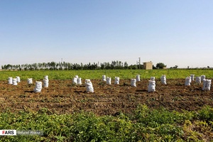 گونی‌های سیب زمینی از زمین زراعی برای عرضه در بازار و یا صادرات