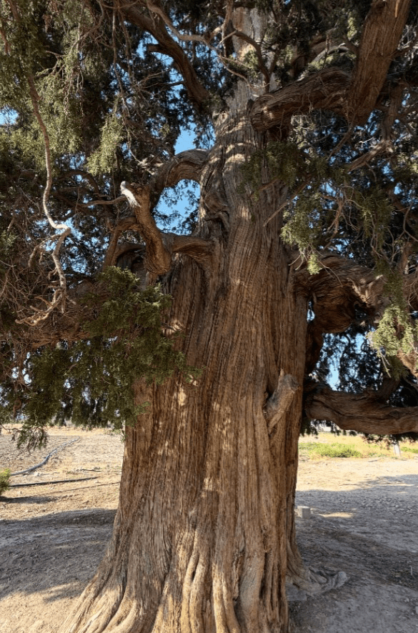 کهنسالانی که به زمین طراوت و شادابی می‌بخشند