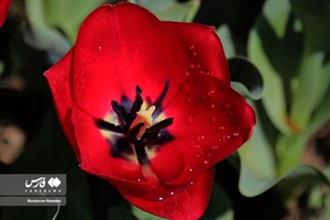  جشنواره «لاله های کرج»