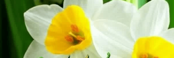 تصویر سربرگ نمایه‌ی ‌همایون مهام‌