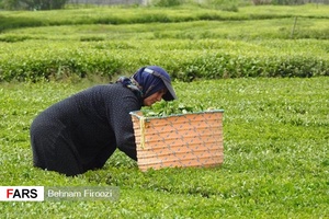 عکس| آغاز برداشت برگ سبز چای ایرانی