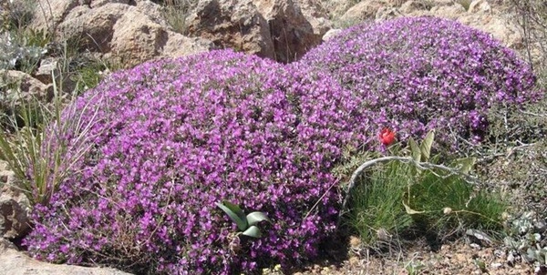 گیاه دارویی