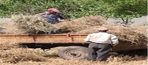 برداشت گندم