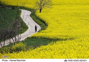 مزرعه دانه های روغنی کلزا در استان گلستان