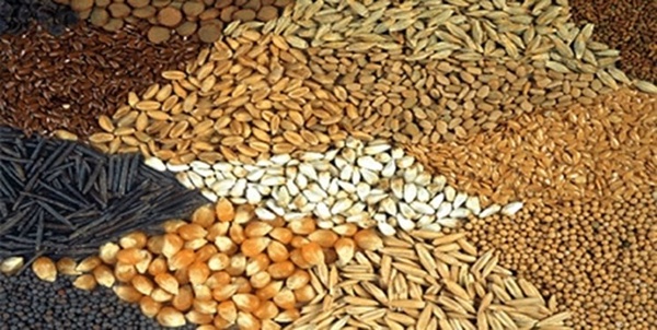 خوراک دام و طیور