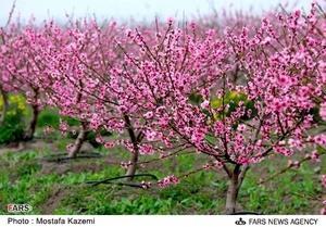 شکوفه های بهاری