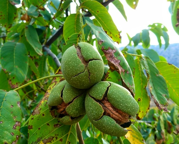 گردو