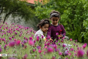 برداشت گل گاو زبان در گیلان