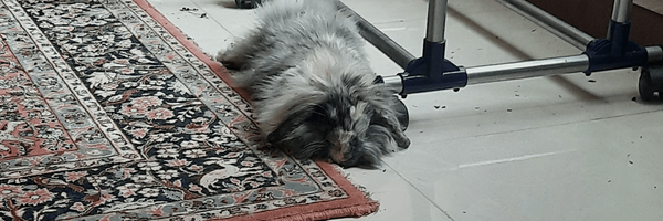 تصویر سربرگ نمایه‌ی ‌هاچ‌