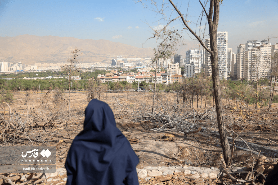 درختان چیتگر؛ در جدال آفت و کم‌آبی