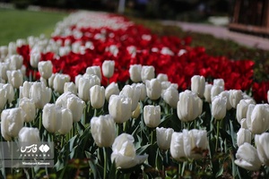  جشنواره «لاله های کرج»