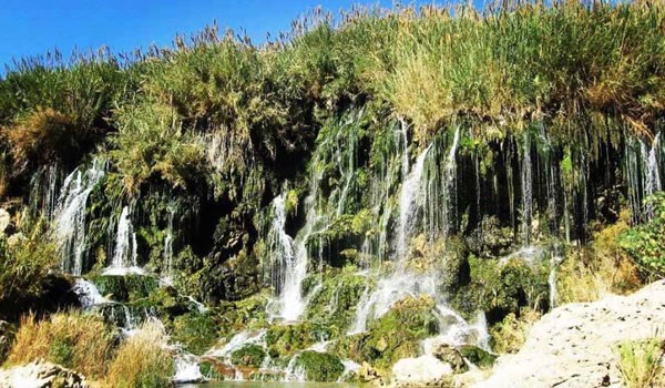 فدامی