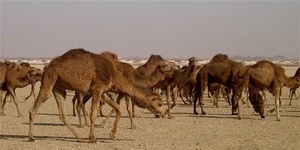 شترداری خراسان جنوبی