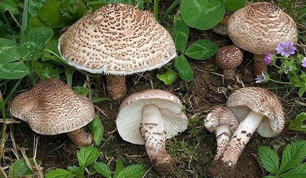 قارچ
