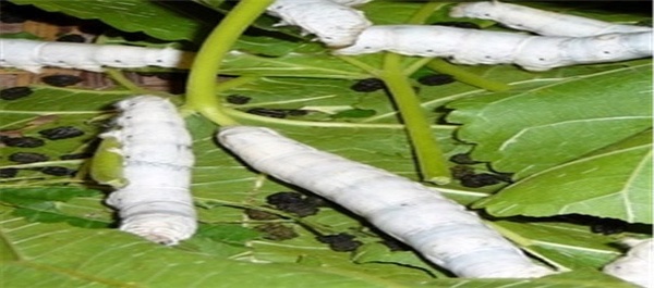ابریشم