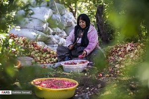 هر ساله با آمدن فصل پاییز برداشت انار در ۳۵۰ هکتار از باغات اورامان استان کردستان آغاز می شود 
