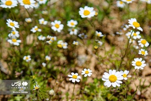 طبیعت «کول میشان»