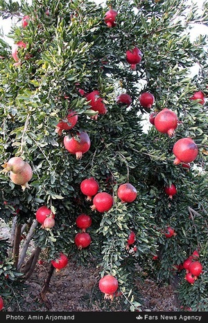 باغ انار در نی ریز استان فارس