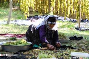 جداسازی انگورهای مناسب برای تهیه شیره انگور