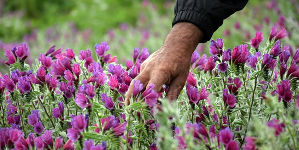 گیاهان دارویی