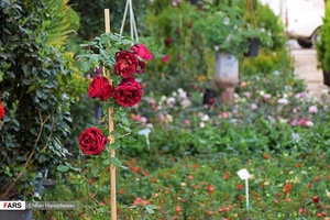 گل‌های بهاری مهمان‌خانه اصفهانی‌ها