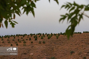 پارک جنگلی آرپادره سی
