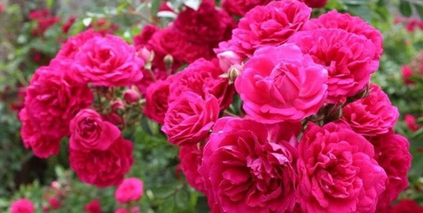 گل محمدی