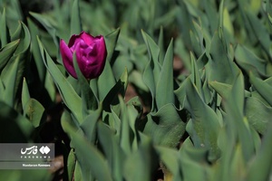  جشنواره «لاله های کرج»