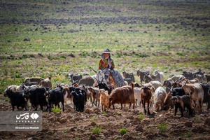 کوچ بهاره «عشایر فارس»
