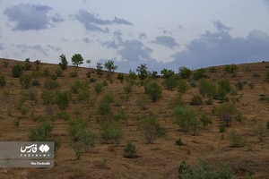 پارک جنگلی آرپادره سی