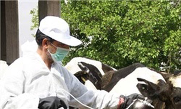 مایه کوبی