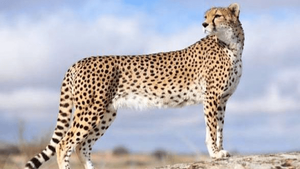 نقشه ژنتیکی یوزپلنگ ایرانی در راه است
