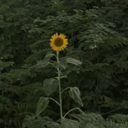 تصویر نمایه‌ی ‌یک ایرانی‌