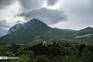 برداشت گل گاو زبان در گیلان