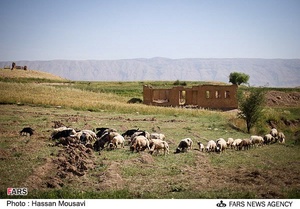 دامداری در روستاهای ایلام