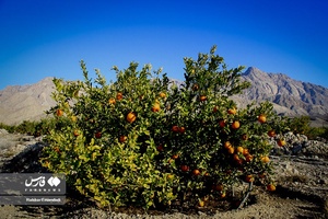 نارنگیِ  «سیاهو» 