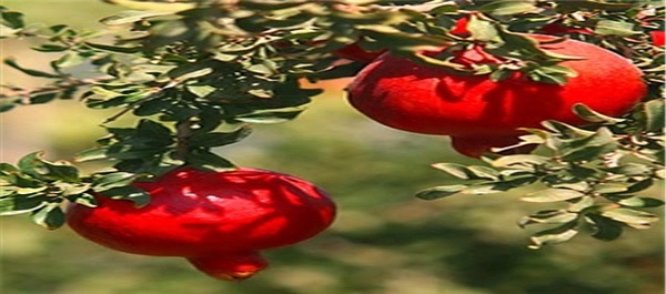 برداشت انار ارگانیک ساوه