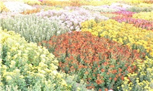 گل و گیاه استان مرکزی
