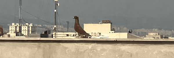 تصویر سربرگ نمایه‌ی ‌زارک ماکربرگ‌