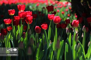  جشنواره «لاله های کرج»