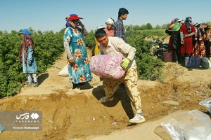 برداشت گل محمدی از مزارع قم