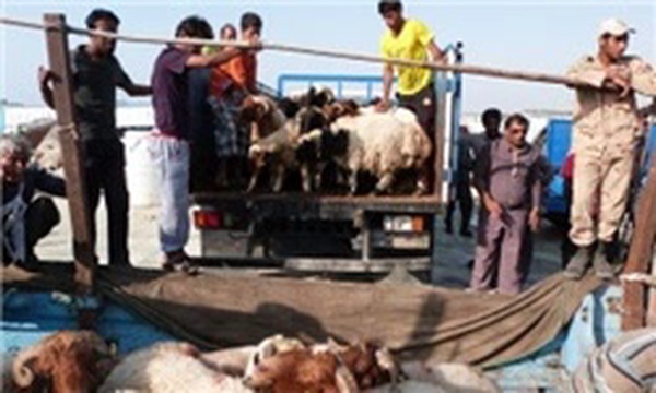 صادرات دام زنده
