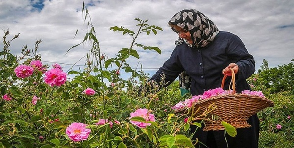 گل محمدی